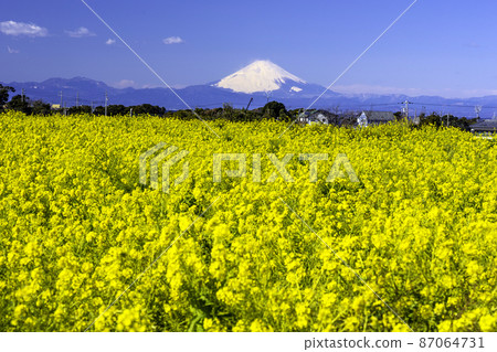 Rape field and Mt. Fuji 87064731