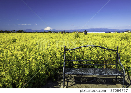 Rape field and bench 87064737