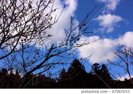 Red plums blooming in "Ume Park" in Baigo, Ome City Red plums blooming in "Ume Park" in Baigo, Ome City 87065055