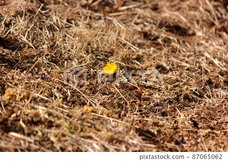 已經開始開花的青梅市“梅之公園”的黃色靴子（7） 87065062