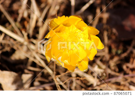 Yellow Boots (7) in "Ume no Koen" in Ome City, which is exposed to bright sunlight 87065071