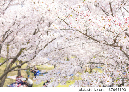 Cherry blossom viewing 87065190
