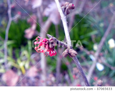 Red witch hazel flowers in the backyard of the Sanyo Medea Flower Museum 87065633