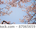 Blue sky and cherry blossom scenery 87065659