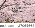 Cherry tree in full bloom  87065662