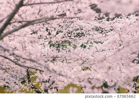 櫻花盛開 87065662