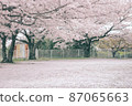 A carpet of cherry blossoms all over the area 87065663