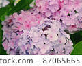  hydrangea 87065665