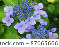 Hydrangea that begins to bloom 87065666
