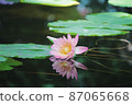 Water lily reflected on the surface of the water 87065668