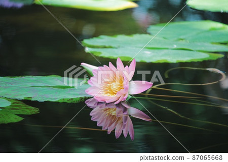 水百合反射在水面上 87065668