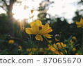 Cosmos of sunlight through the sun 87065670