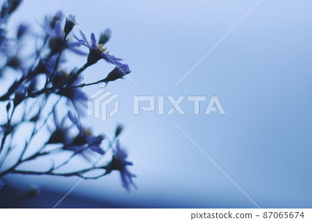 雨天的花朵 87065674