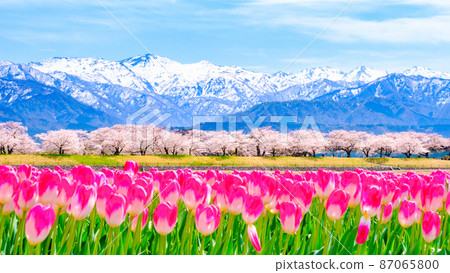 Asahi Funakawa (Spring) 87065800