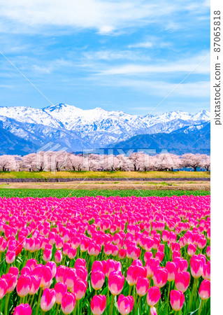 Asahi Funakawa (Spring) Asahi Funakawa (Spring) 87065818