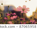 Cosmos dyed in the color of the sunset 87065958