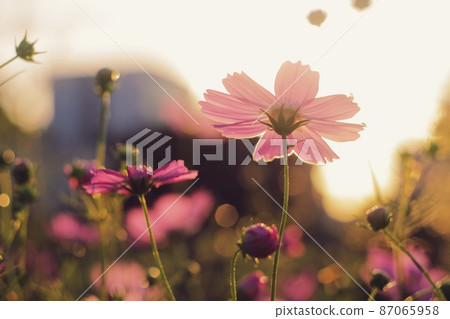 Cosmos dyed in the color of the sunset 87065958