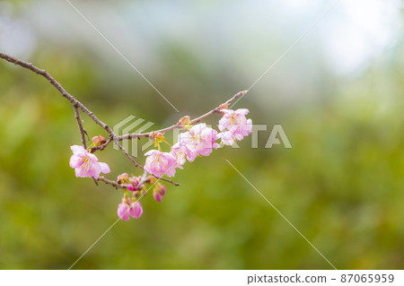 Hatsumi Yozakura 87065959
