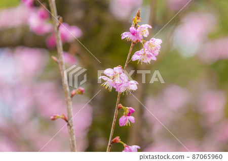 Hatsumi Yozakura 87065960