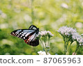 Asagi mandara and flowers 87065963