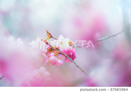 Hatsumi Yozakura Hatsumi Yozakura 87065964