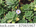Small single flower 87065967