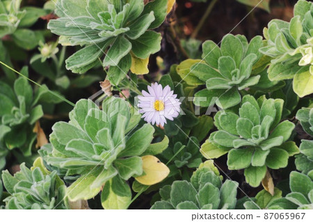 小單花 87065967