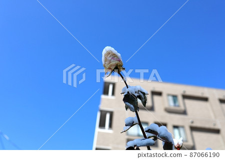 有雪粉雪的植物 87066190