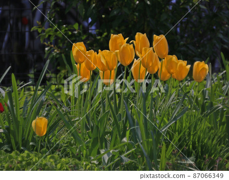 鬱金香 鬱金香 87066349