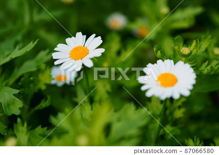 花從冬天到春天 87066580