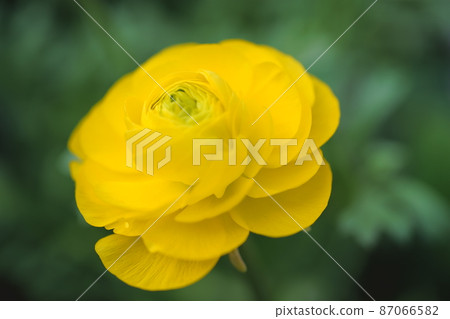 花從冬天到春天 花從冬天到春天 87066582