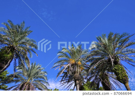 Qingdao Miyazaki 87066694