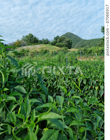 Pepper field Pepper field 87066917