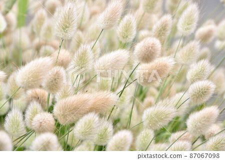 Rabbit's tail 87067098