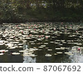 睡蓮 87067692