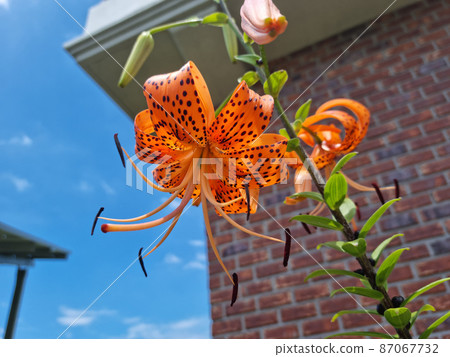 Lily flower Lily flower 87067732