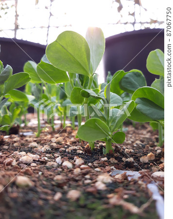 pea seedlings 87067750