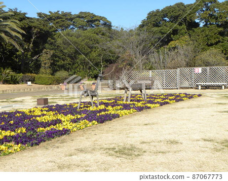 Viola flowers in the front yard of Sanyo Medea Flower Museum Viola flowers in the front yard of Sanyo Medea Flower Museum 87067773