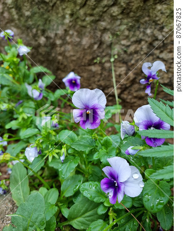 violet violet 87067825