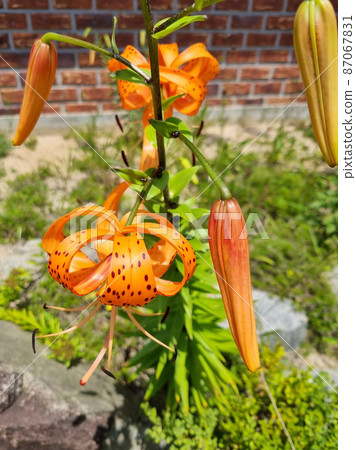 百合花 百合花 87067831