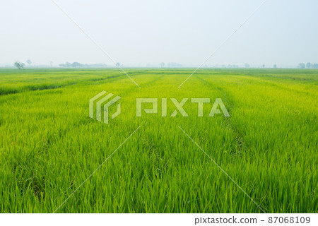 Rice field green grass in the countryside of Thailand in the morning. 87068109