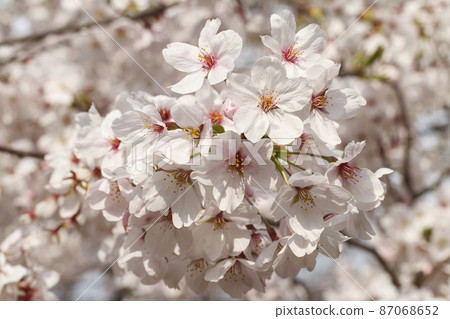 櫻花 櫻花 87068652