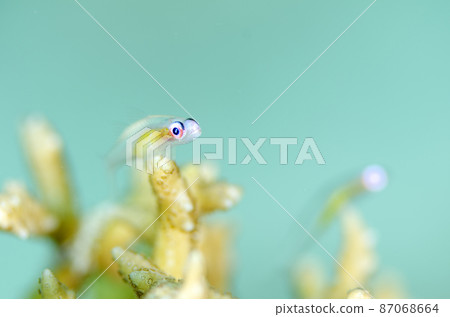 Akamehaze Okinawa, Tokashiki Island. 3 87068664