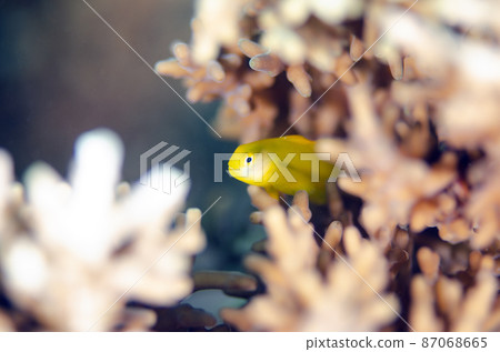 Yellow Coralgoby Okinawa, Tokashiki Island 87068665