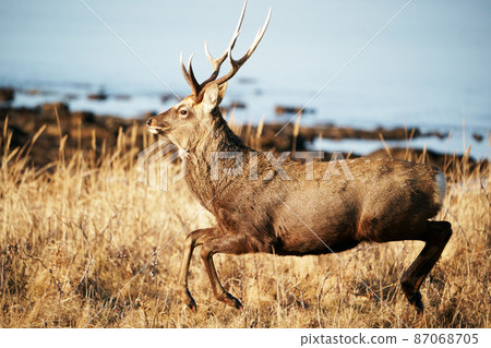 Running Ezoshika 87068705