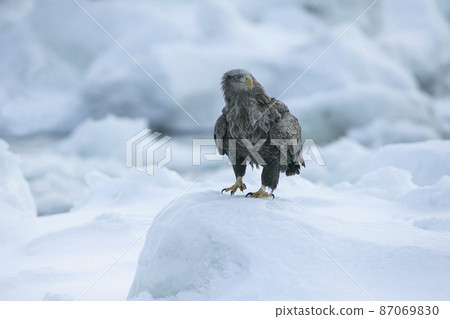 白鷹 白鷹 87069830