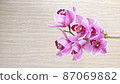 Orchids blooming against the background of wood grain 87069882