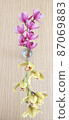 Straight pink and yellow orchids 87069883