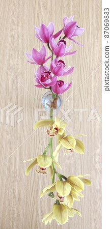 直粉色和黃色蘭花 直粉色和黃色蘭花 87069883