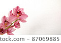 Beautifully opening orchids 87069885